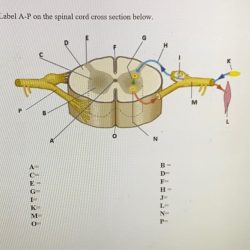 Spinal cord section cross unlabeled showing lumbar segments kindpng picc