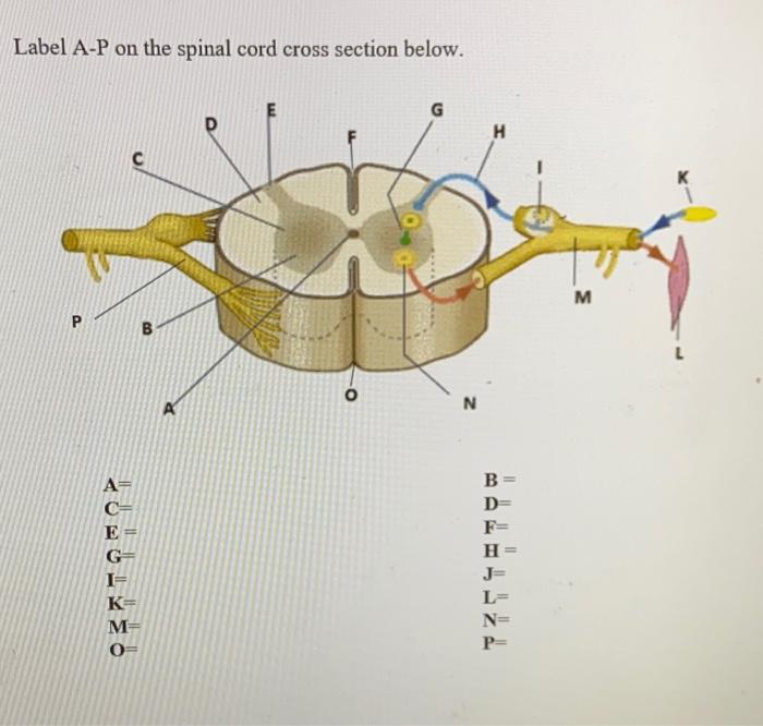 Spinal cord section cross unlabeled showing lumbar segments kindpng picc