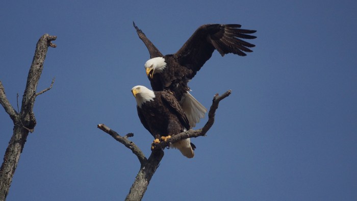 Eagles reproduce mate