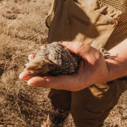 Best choke for shooting quail