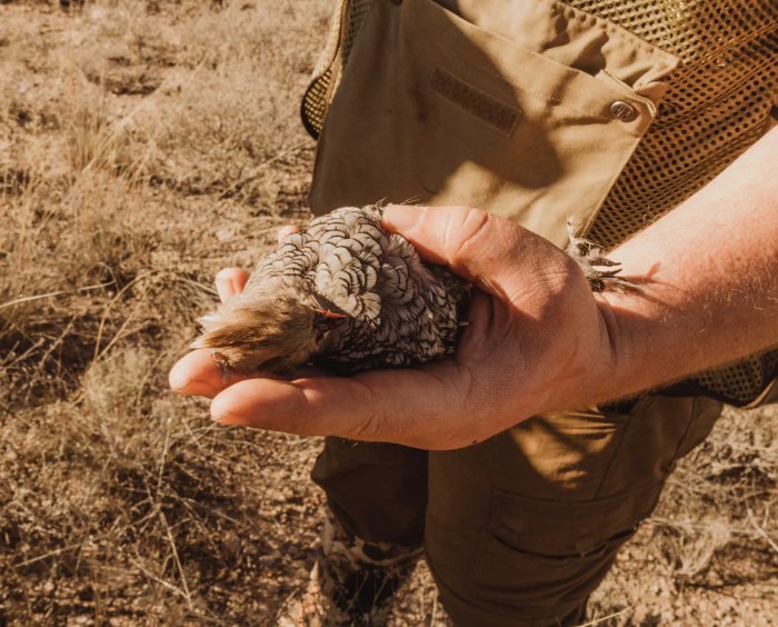 Best choke for shooting quail