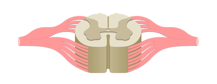 Unlabeled spinal sectional unlabelled cns spinalcord webstockreview