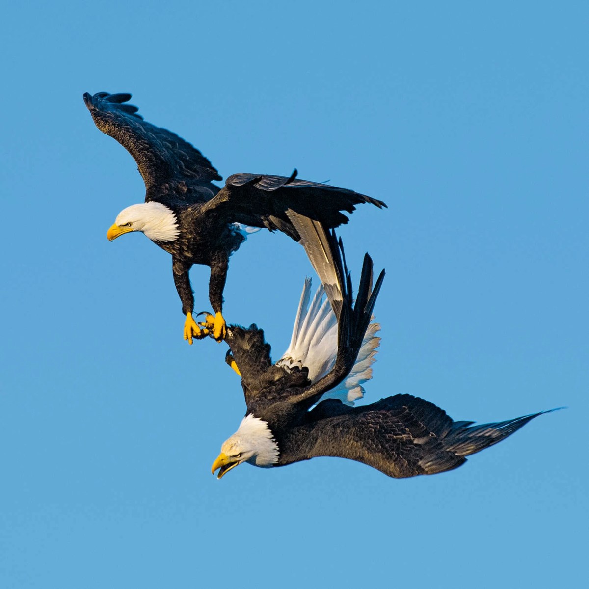 Eagles reproduce mate times