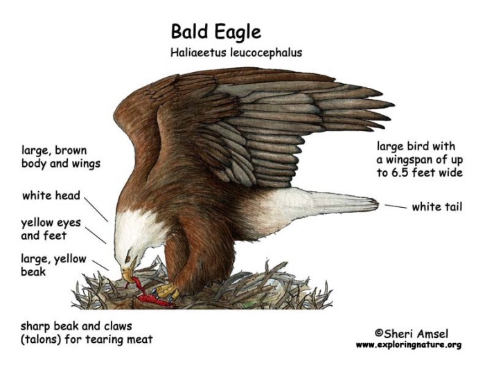 How do eagles mate diagram