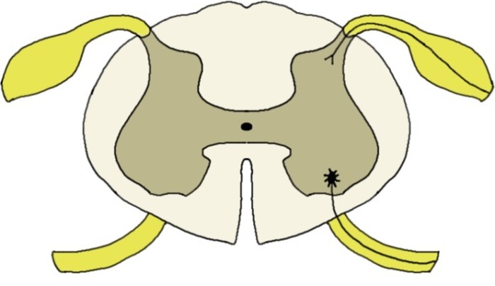 Spinal cord cross section unlabeled