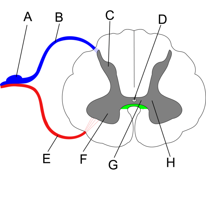 Spinal cord cross section unlabeled