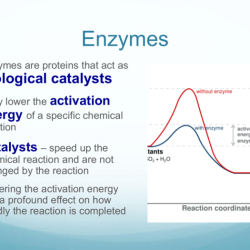 Enzyme inhibition enzymes substrate substrates speed bind gabi binds