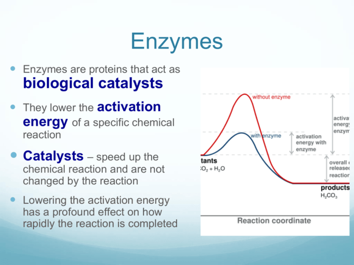 Enzyme inhibition enzymes substrate substrates speed bind gabi binds