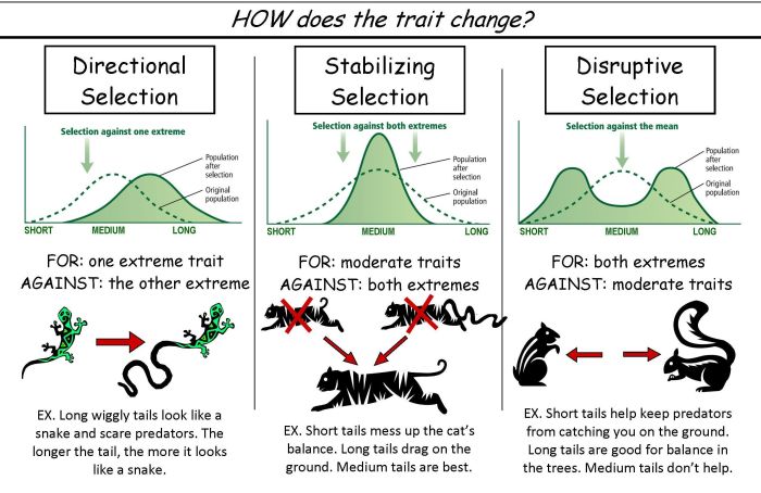 Gizmo evolution natural and artificial selection answers