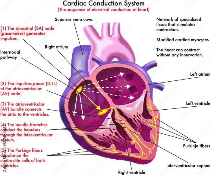 Exercise 31 conduction system of the heart and electrocardiography