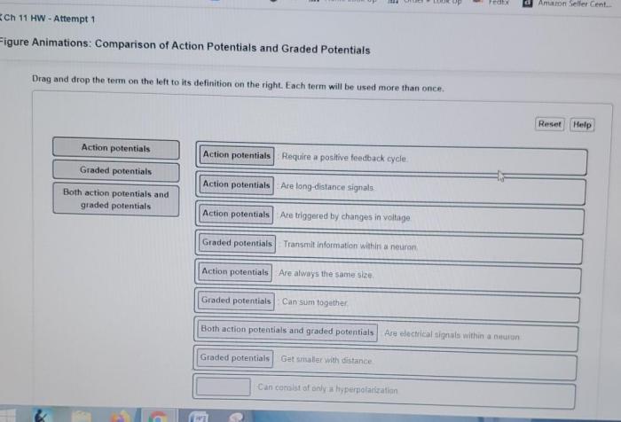 Potentials graded potential nerve membrane depolarization stimulus resting neurons impulse hyperpolarization neuron cell threshold epsps positive phases nervous neurotransmitters labeled