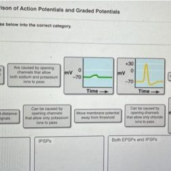 Figure animations comparison of action potentials and graded potentials