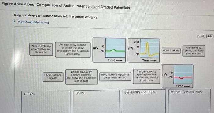 Figure animations comparison of action potentials and graded potentials