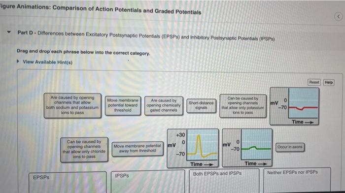 Figure animations comparison of action potentials and graded potentials