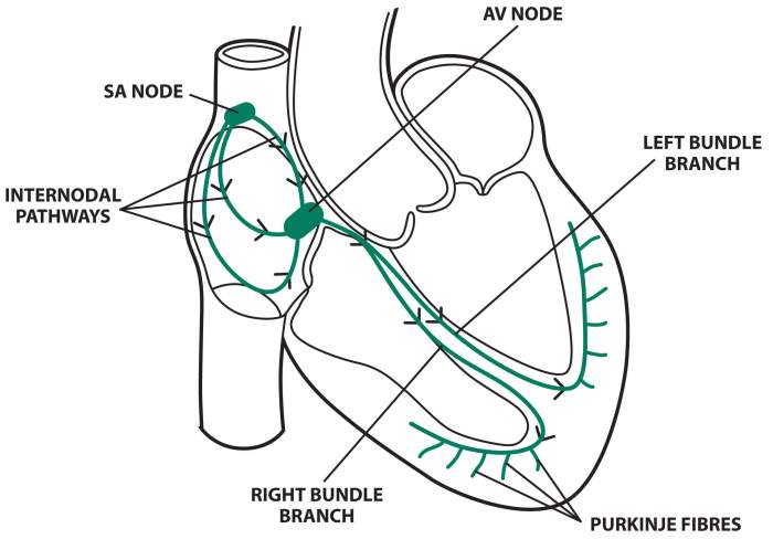 Exercise 31 conduction system of the heart and electrocardiography