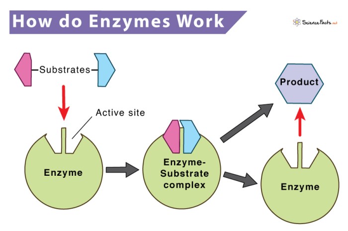 Select all the statements that are true regarding enzymes.