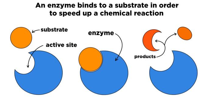 Enzyme enzymes biological reactions pepsin catalysts proteins strands nucleic