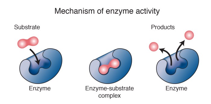 Select all the statements that are true regarding enzymes.