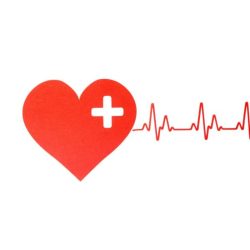 Exercise 31 conduction system of the heart and electrocardiography